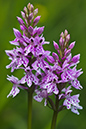 Spotted-orchid_Common_LP0006_08_Box_Hill